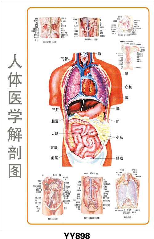 醫(yī)學(xué)教學(xué)彩色掛圖、軟件、光盤