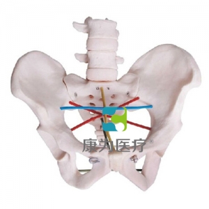 “康為醫(yī)療”骨盆測量示教模型,女性骨盆測量操作模型