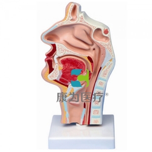 “康為醫(yī)療”鼻腔、口腔、喉、咽正中矢狀切面模型