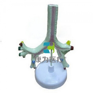 “康為醫(yī)療”氣管、支氣管及肺段支氣管模型