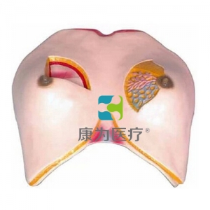 “康為醫(yī)療”乳房解剖模型