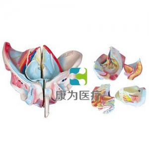 “康為醫(yī)療”男性骨盆附生殖器官與血管神經(jīng)模型