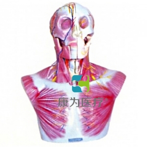 “康為醫(yī)療”頭部、頸部層次解剖模型