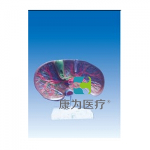 “康為醫(yī)療”肝膽解剖、甘血管、膽管的肝分布