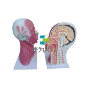 “康為醫(yī)療”頭、頸肌肉局部解剖模型