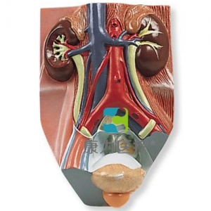男性泌尿系統(tǒng)模型，實(shí)物的0.75倍