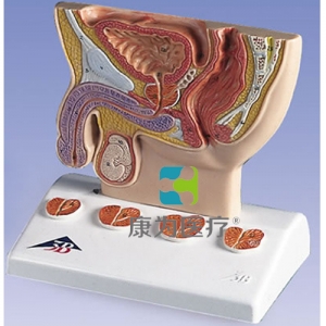 前列腺模型，實物1/2