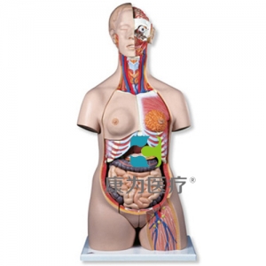 豪華型兩性軀干模型，24部分
