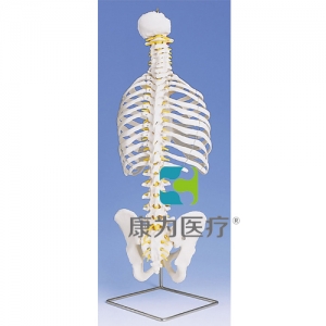 帶肋骨經典活動脊柱模型