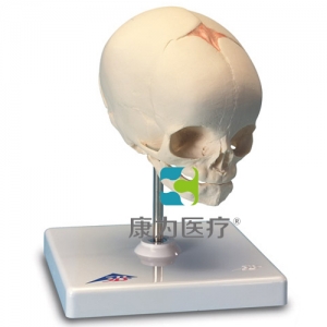 胎兒顱模型，置于基架