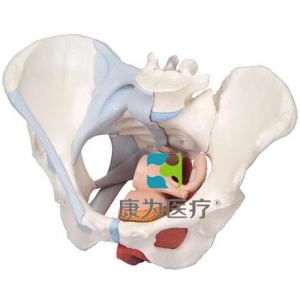 女性骨盆模型（配置韌帶組件，穿通盆底肌群及器官的正中矢狀切面），4分體