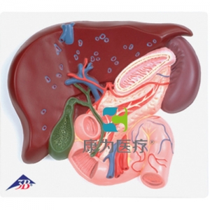 肝臟帶膽囊、胰和十二指腸模型