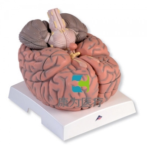 巨型腦模型，實(shí)物的2.5倍，14部分