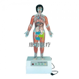 “康為醫(yī)療”微電腦人體心動周期與大、小循環(huán)演示模型