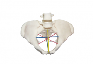 女性骨盆測(cè)量操作模型